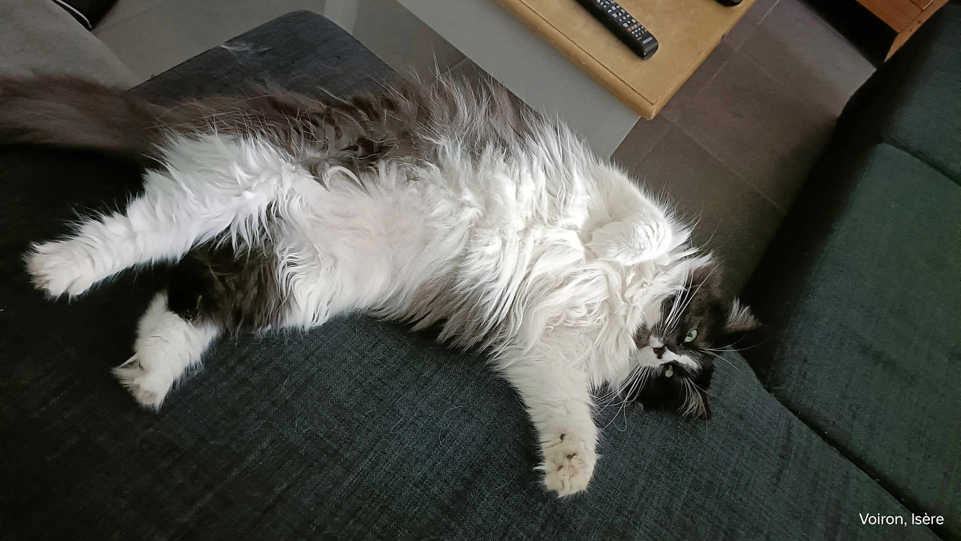 Simba