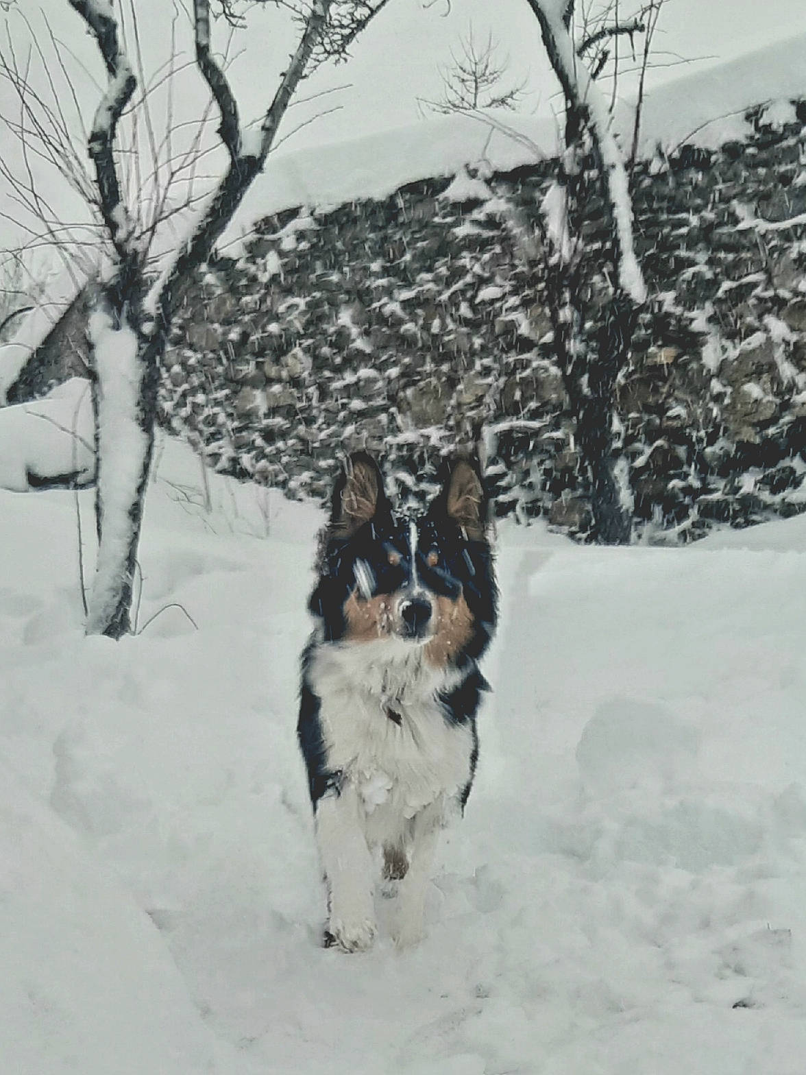 Phoenix participe au concours pour gagner de l'argent avec cette photo : australian_shepherd, blizzard, border_collie, canidae, carnivore, dog, dog_breed, freezing, herding_dog, snow, sporting_group, tree, winter, winter_storm, working_dog