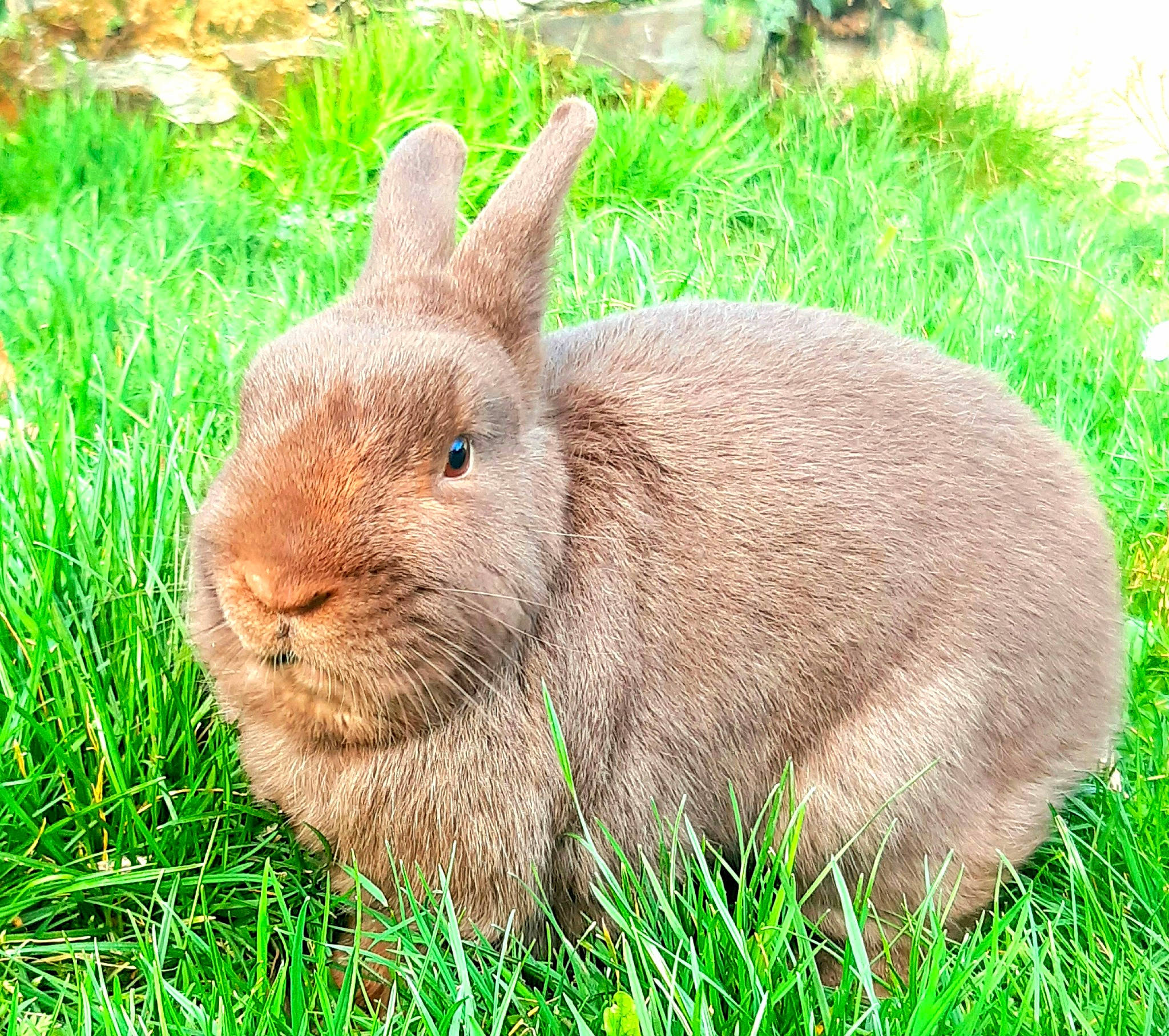Pampan participe au concours pour gagner de l'argent avec cette photo : domestic_rabbit, ear, fawn, grass, hare, mammal, meadow, plant, rabbit, rabbits_and_hares, whiskers, wildlife