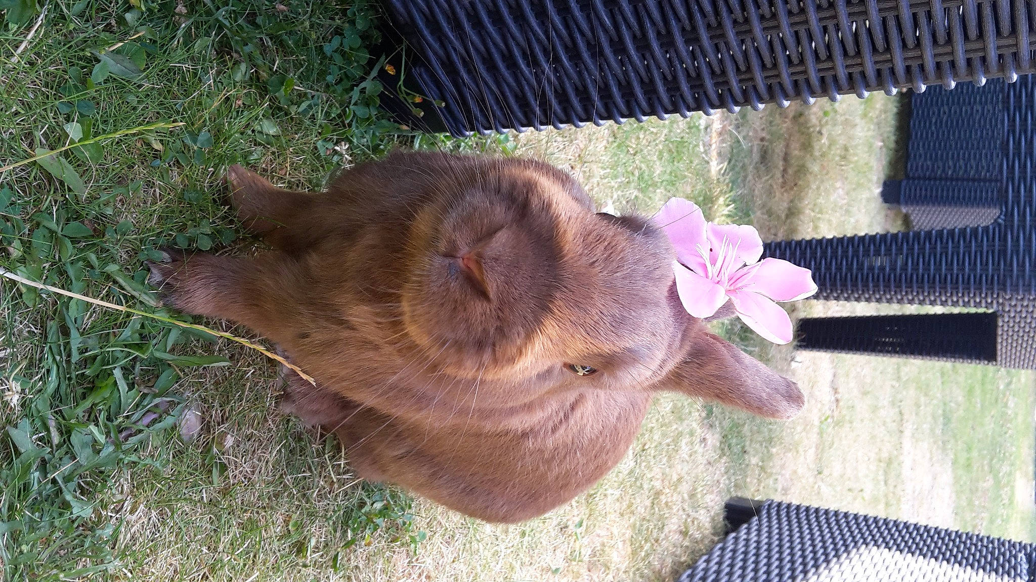 Pampan participe au concours pour gagner de l'argent avec cette photo : fawn, liver