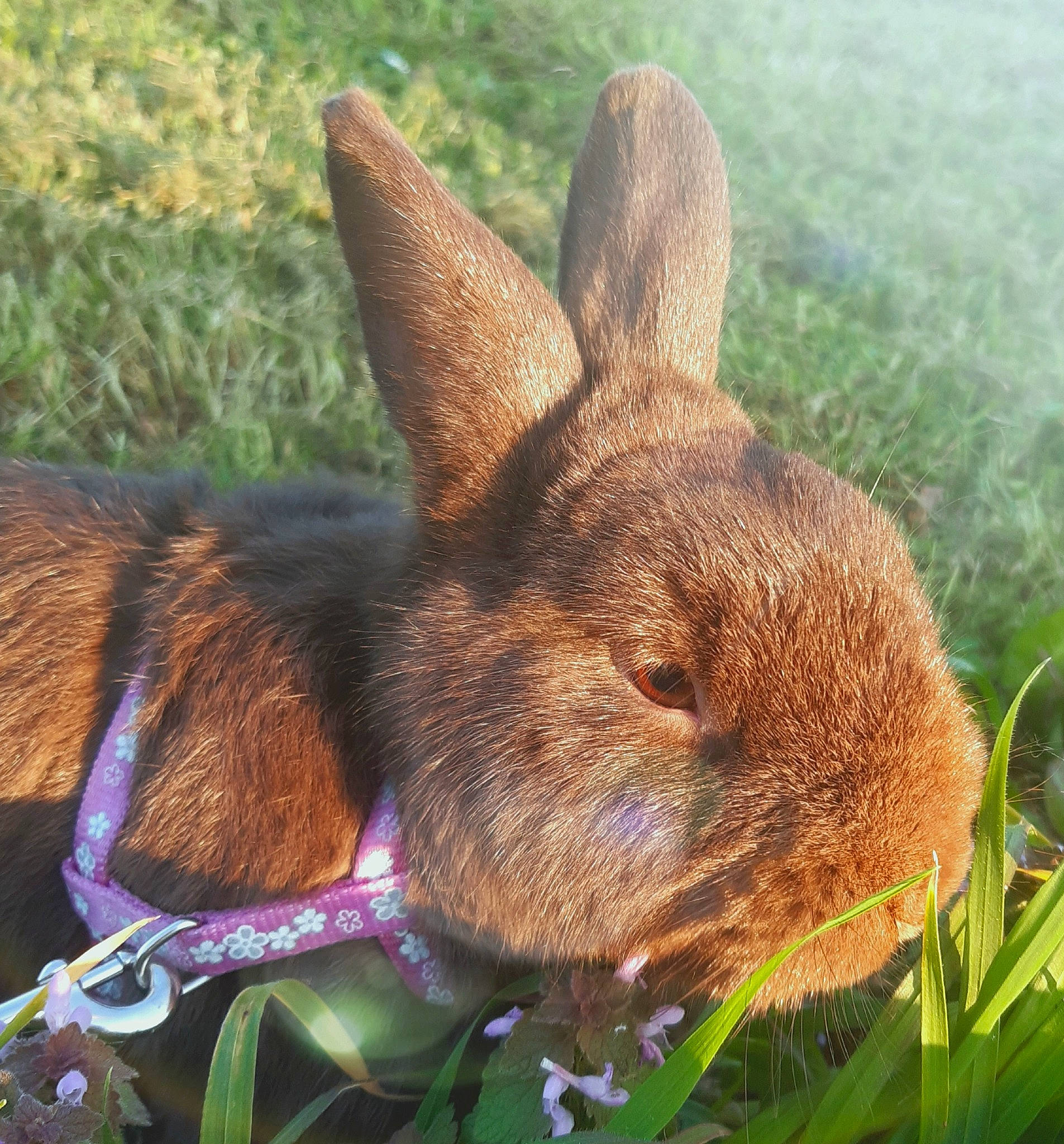 Pampan a rejoint le concours — aidez-le/la à gagner de superbes lots ! brown_hare, domestic_rabbit, ear, fawn, grass, hare, lower_keys_marsh_rabbit, organism, plant, rabbit, rabbits_and_hares, snout, terrestrial_animal, whiskers, wildlife, wood_rabbit