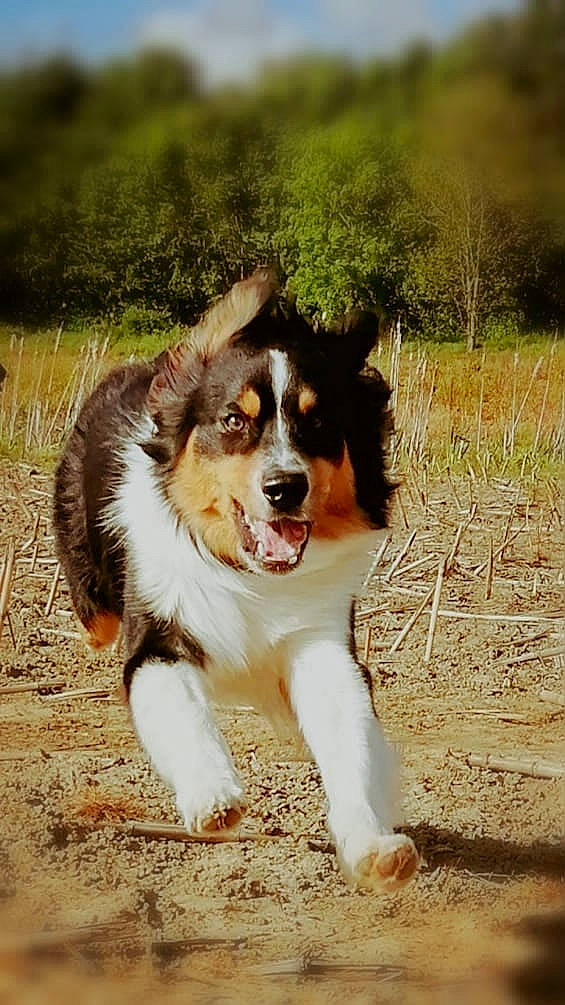 Phoenix participe au concours pour gagner de l'argent avec cette photo : australian_collie, australian_shepherd, border_collie, canidae, carnivore, companion_dog, dog, dog_breed, english_shepherd, herding_dog, mammal, miniature_australian_shepherd, rare_breed_dog, snout, sporting_group, vertebrate, welsh_sheepdog, working_dog