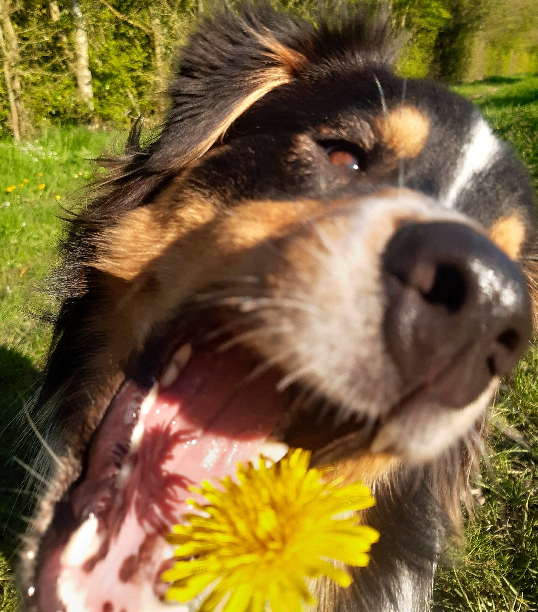 Phoenix a rejoint le concours — aidez-le/la à gagner de superbes lots ! australian_shepherd, canidae, carnivore, collie, companion_dog, dog, dog_breed, english_shepherd, finnish_lapphund, grass, herding_dog, mammal, miniature_australian_shepherd, plant, rare_breed_dog, snout, sporting_group, vertebrate, working_dog