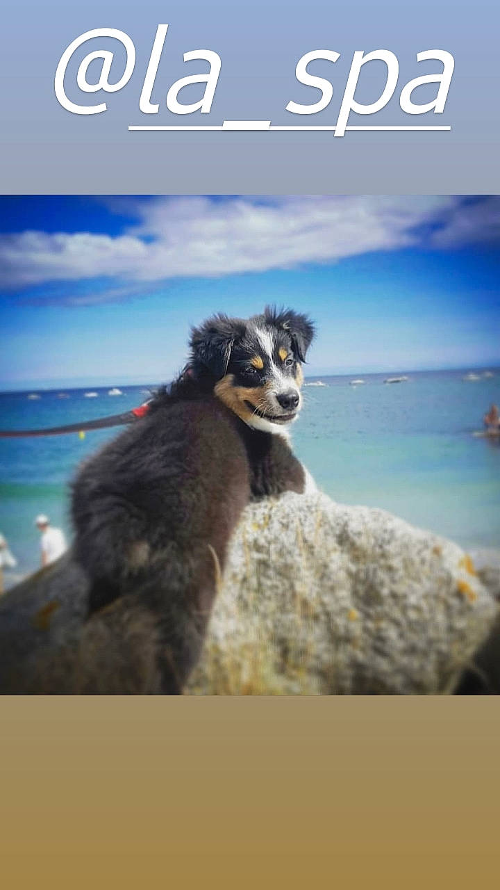 Phoenix a rejoint le concours — aidez-le/la à gagner de superbes lots ! adaptation, australian_shepherd, canidae, carnivore, companion_dog, dog_breed, photography, travel