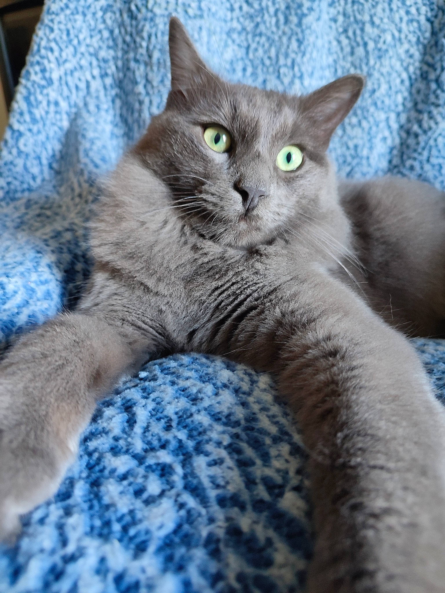 Crousty participe au concours pour gagner de l'argent avec cette photo : carnivore, cat, claw, comfort, domestic_short_haired_cat, electric_blue, felidae, fur, grey, paw, russian_blue, sitting, small_to_medium_sized_cats, snout, tail, whiskers, window