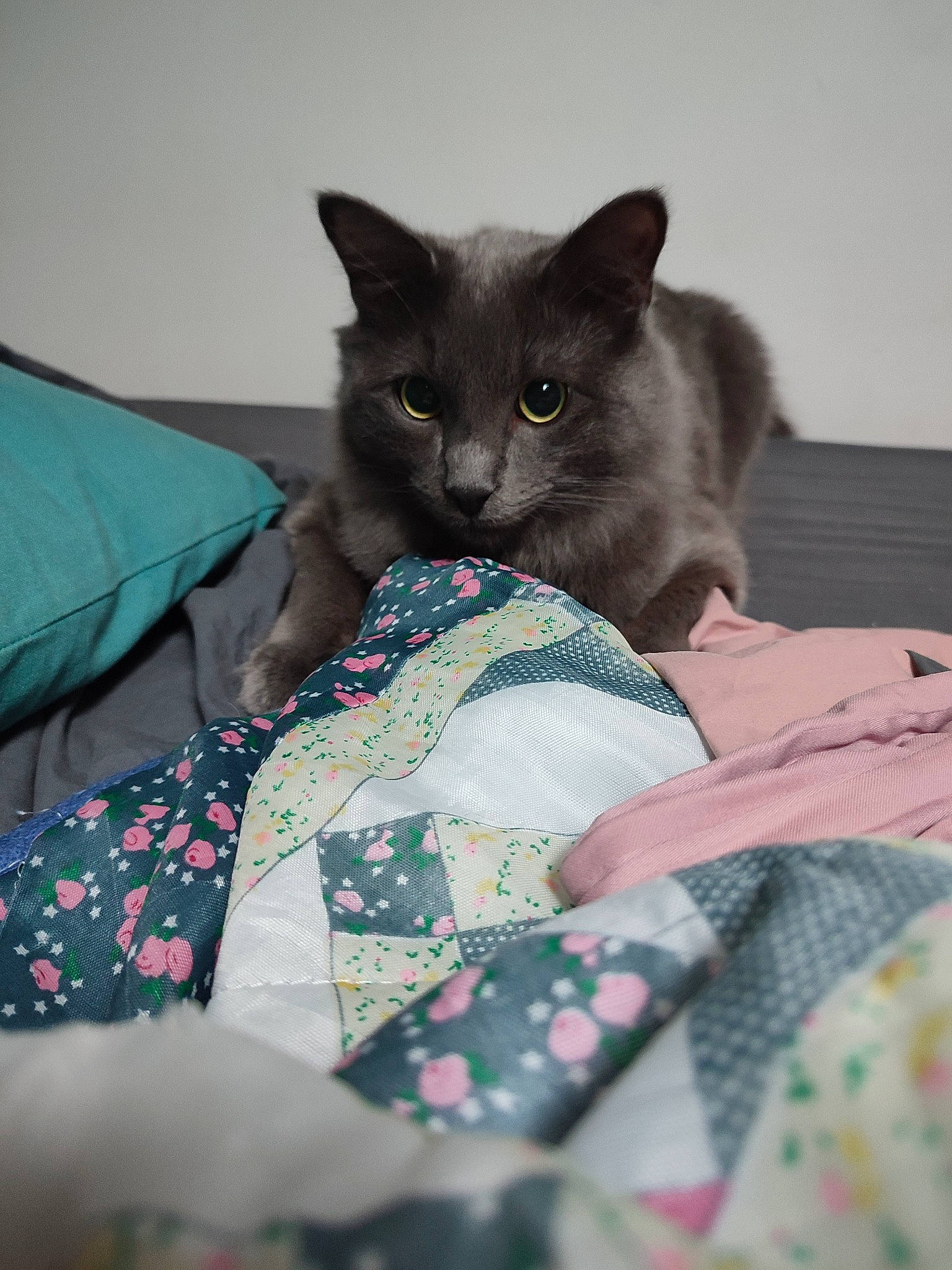 Crousty participe au concours pour gagner de l'argent avec cette photo : bed, bed_sheet, bedding, black_cat, blanket, carnivore, cat, cat_supply, comfort, domestic_short_haired_cat, felidae, fur, grey, linens, nap, pattern, russian_blue, small_to_medium_sized_cats, tail, whiskers