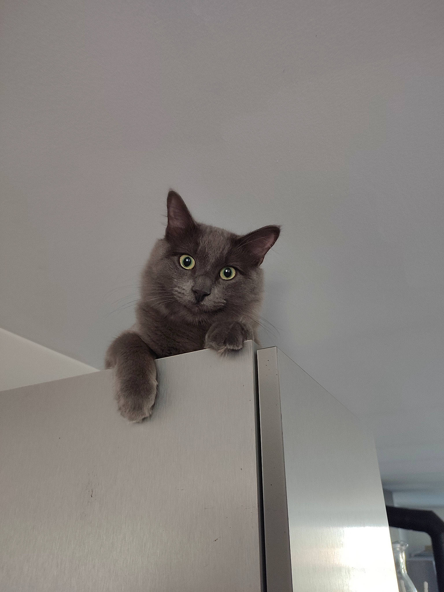 Crousty a rejoint le concours — aidez-le/la à gagner de superbes lots ! black_cat, carnivore, cat, ceiling, domestic_short_haired_cat, felidae, flooring, fur, grey, metal, paw, sitting, small_to_medium_sized_cats, snout, tail, whiskers, window, wood