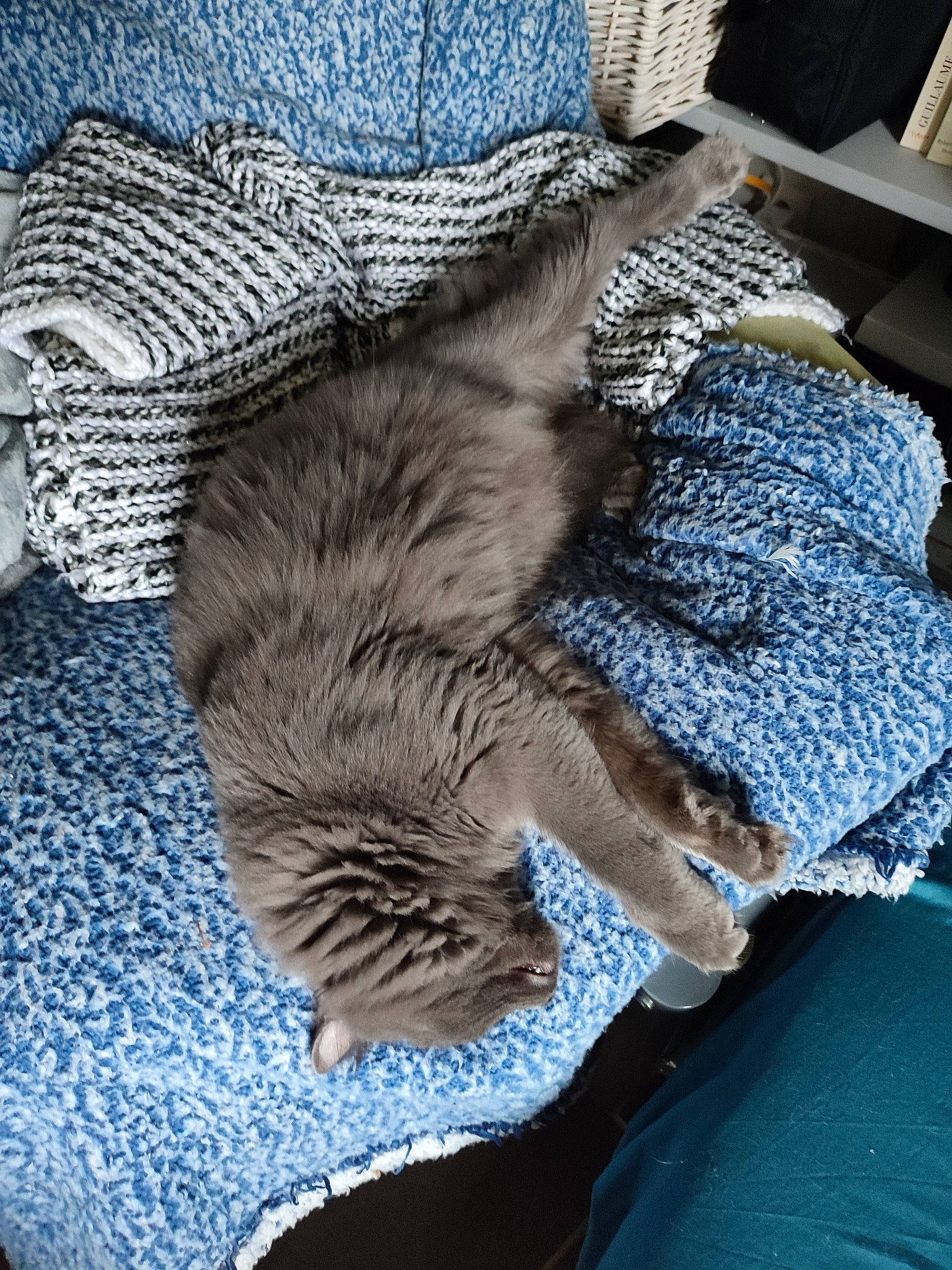 Crousty participe au concours pour gagner de l'argent avec cette photo : cat, comfort, denim, electric_blue, felidae, flooring, fur, grey, human_leg, linens, pattern, sleeve, small_to_medium_sized_cats, tail, textile, thread, whiskers, wood, wool, woolen
