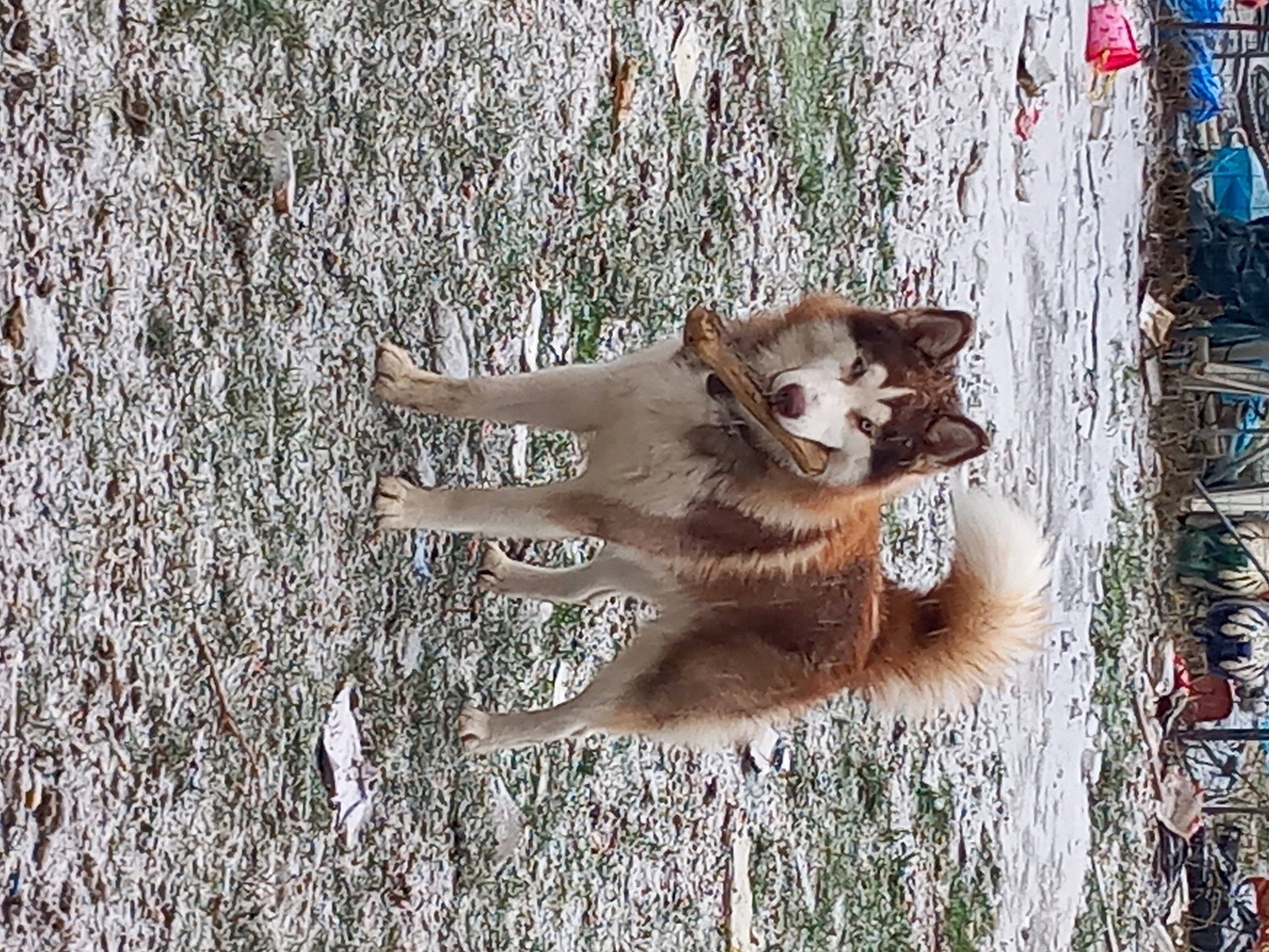 Blue participe au concours pour gagner de l'argent avec cette photo : art, canidae, carnivore, companion_dog, dog, dog_breed, fawn, fur, paw, snout, soil, sporting_group, tail, terrestrial_animal, tree, trunk, twig, winter, wood, working_animal