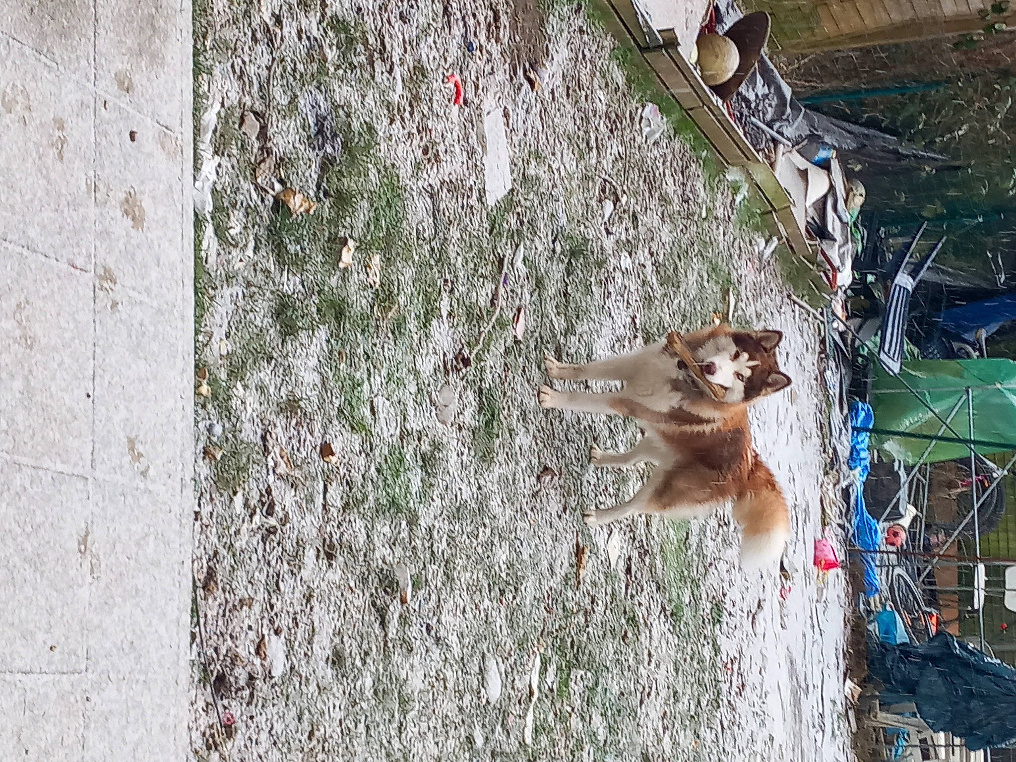 Blue participe au concours pour gagner de l'argent avec cette photo : asphalt, cement, concrete, dog, facade, grass, leisure, plant, road_surface, shadow, sidewalk, sporting_group, tail, tree, trunk, twig, winter, wood