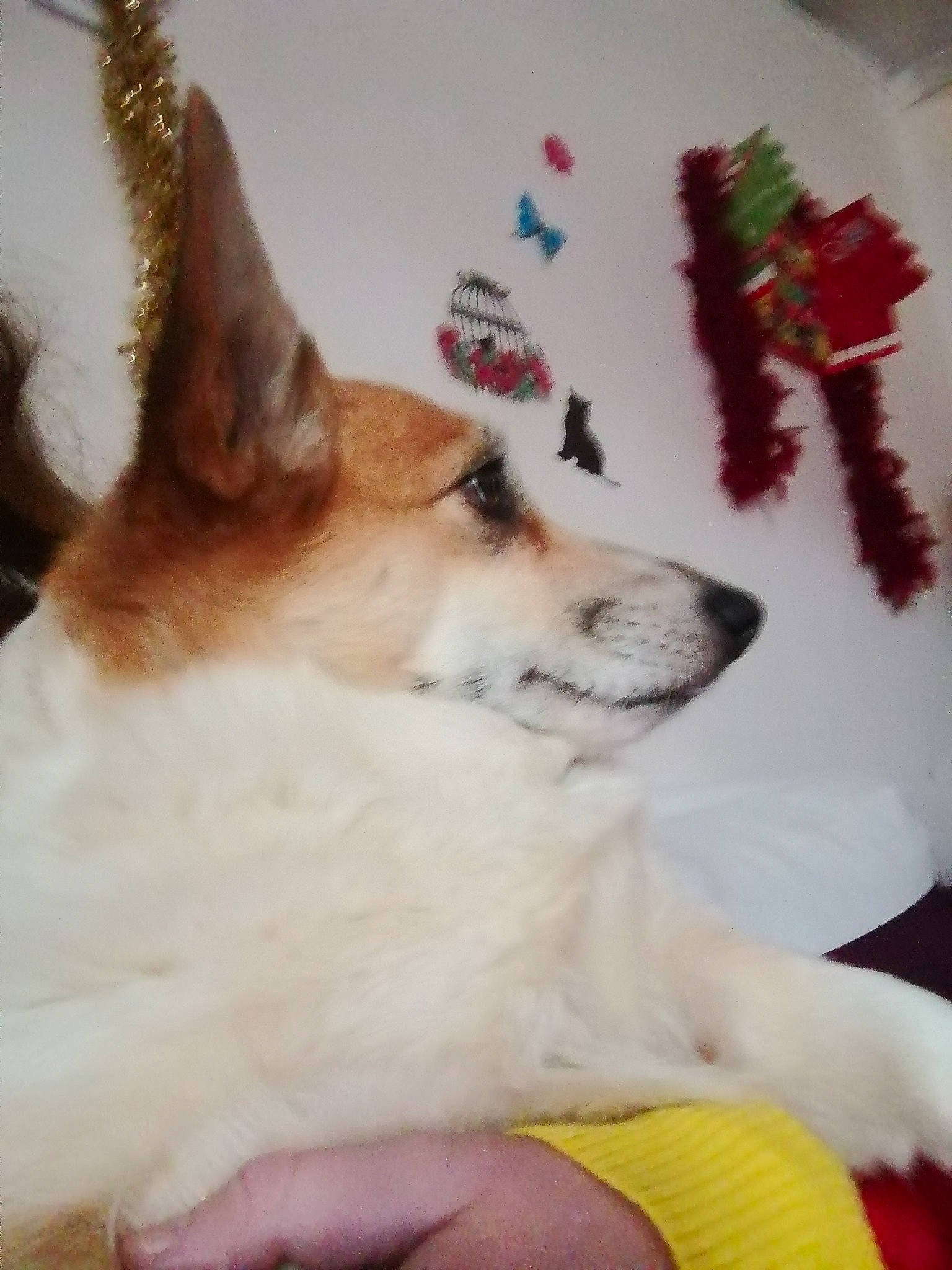 Jolie a rejoint le concours — aidez-le/la à gagner de superbes lots ! ancient_dog_breeds, canidae, carnivore, companion_dog, dog, dog_breed, event, fawn, flooring, fur, non_sporting_group, paw, pomeranian, puppy, spitz, sporting_group, tail, terrestrial_animal, whiskers, working_dog