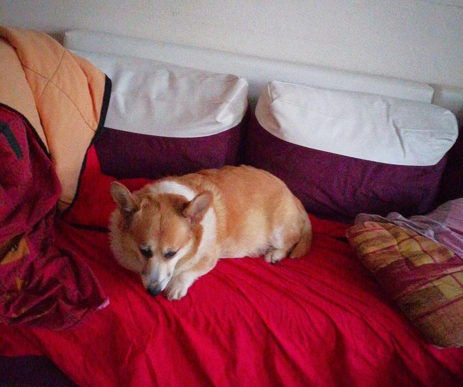 Jolie participe au concours pour gagner de l'argent avec cette photo : carnivore, comfort, companion_dog, couch, dog, dog_breed, dog_supply, fawn, flooring, fur, furniture, hardwood, living_room, room, spitz, sporting_group, tail, welsh_corgi, wood, working_animal