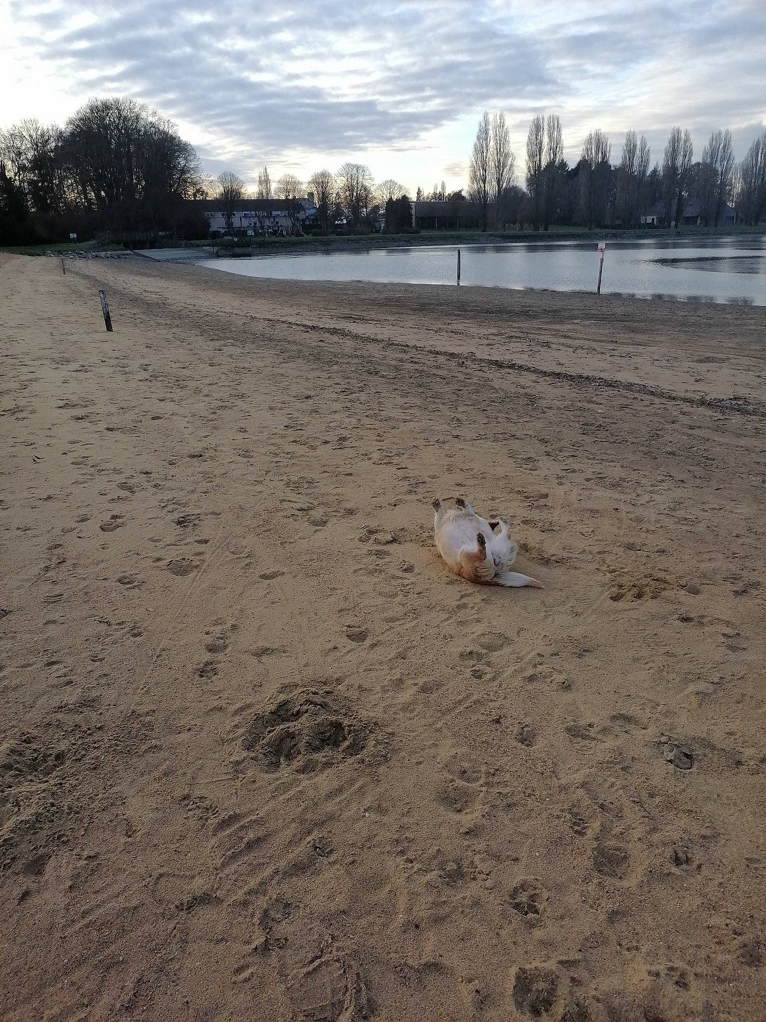 Jolie participe au concours pour gagner de l'argent avec cette photo : bank, beach, cloud, dog, freezing, grass, horizon, lacustrine_plain, lake, landscape, natural_landscape, plant, sand, shore, sky, soil, tree, water, winter, wood
