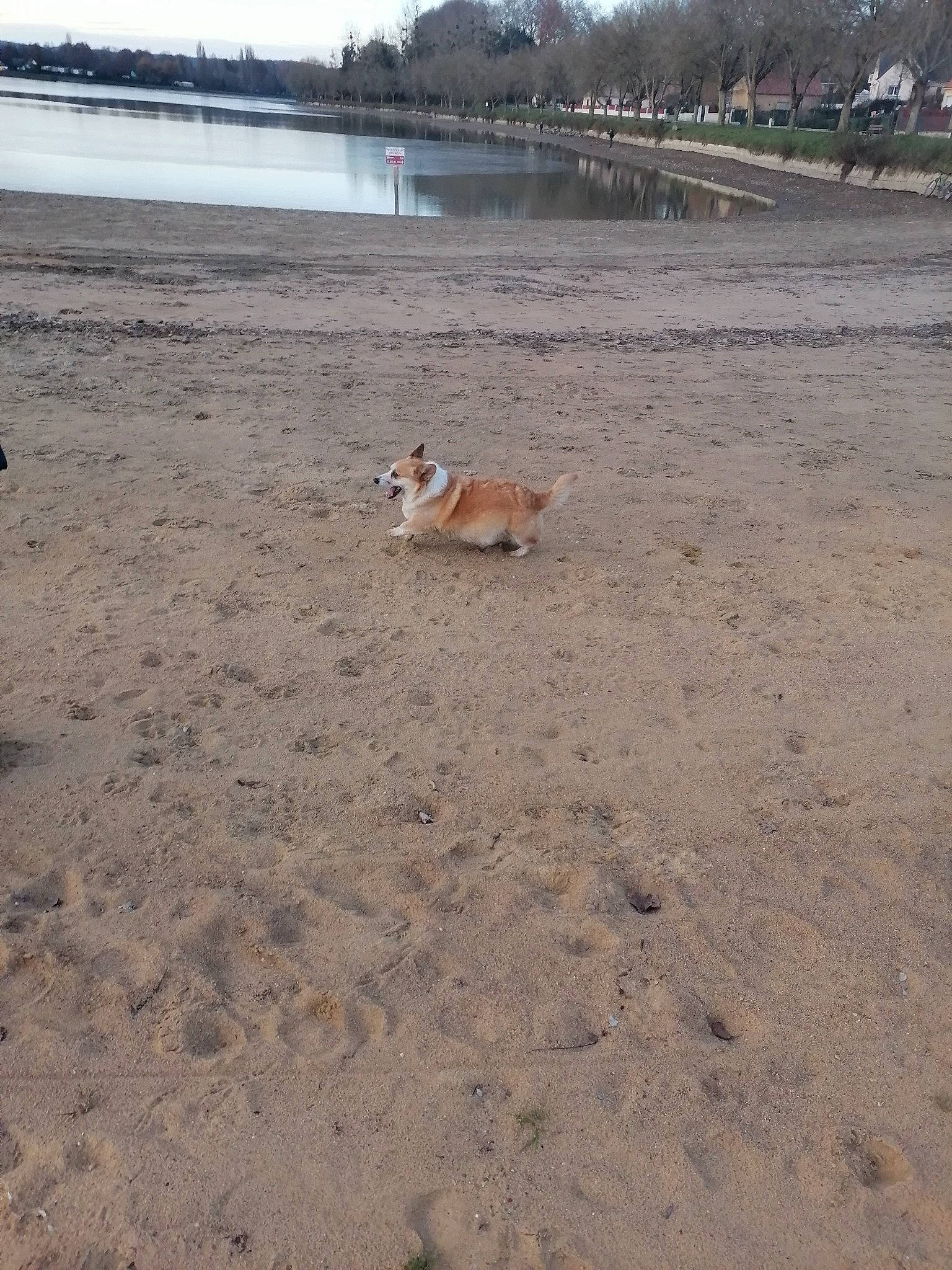 Jolie a rejoint le concours — aidez-le/la à gagner de superbes lots ! beach, coast, dog, fawn, grass, horizon, lake, landscape, ocean, reservoir, sand, sea, shore, sky, soil, tree, water, wildlife, wind_wave, wood