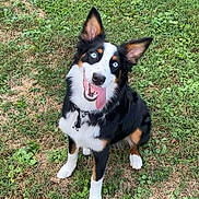 Bella joined the competition — help win amazing prizes! dog, blue_eyes, tongue_out, grass, outdoor, pet, happy, playful, black_fur, white_fur, brown_fur, collar, sitting, ears_up, animal, cute, canine, nature, summer, friendly