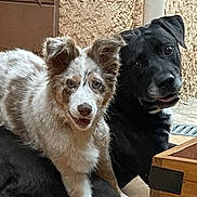Nibler Et Bianca participe au concours pour gagner de l'argent avec cette photo : dog, pets, indoor, floor, tile, black_dog, white_dog, curious, playful, relaxed, companions, furry, animal, friendship, resting, ears, mouth_open, cute, portrait, two_dogs