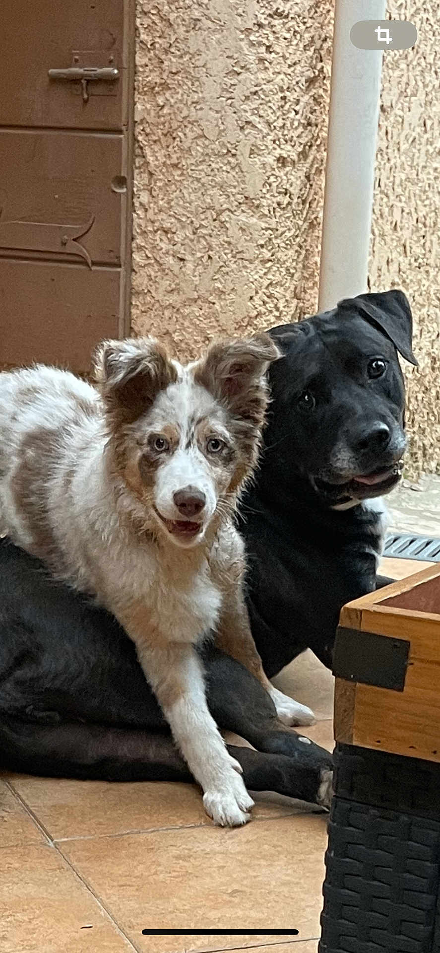 Nibler Et Bianca participe au concours pour gagner de l'argent avec cette photo : dog, pets, indoor, floor, tile, black_dog, white_dog, curious, playful, relaxed, companions, furry, animal, friendship, resting, ears, mouth_open, cute, portrait, two_dogs