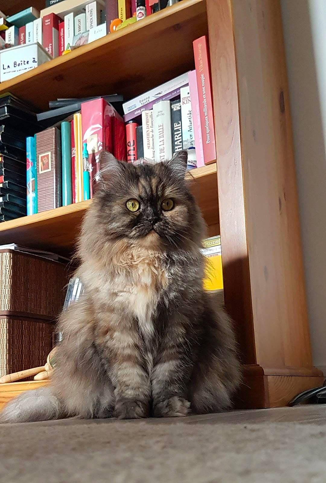 Marquise a rejoint le concours — aidez-le/la à gagner de superbes lots ! asian, asian_semi_longhair, british_longhair, british_semi_longhair, carnivore, cat, domestic_long_haired_cat, eye, felidae, fur, maine_coon, mammal, napoleon_cat, norwegian_forest_cat, persian, siberian, small_to_medium_sized_cats, snout, vertebrate, whiskers
