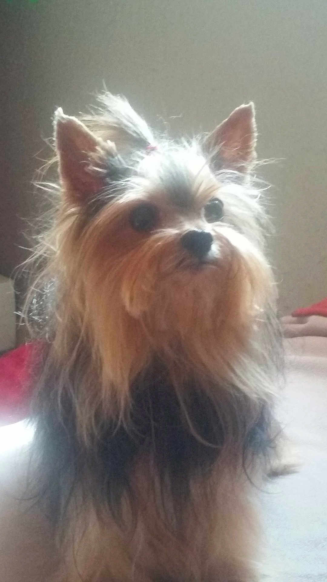 Choupette a rejoint le concours — aidez-le/la à gagner de superbes lots ! dog, yorkshire_terrier, pet, furry, long_hair, ears, eyes, nose, portrait, indoor, bed, blanket, close_up, cute, small_dog, whiskers, attentive, grooming, hair_tie, domestic_animal