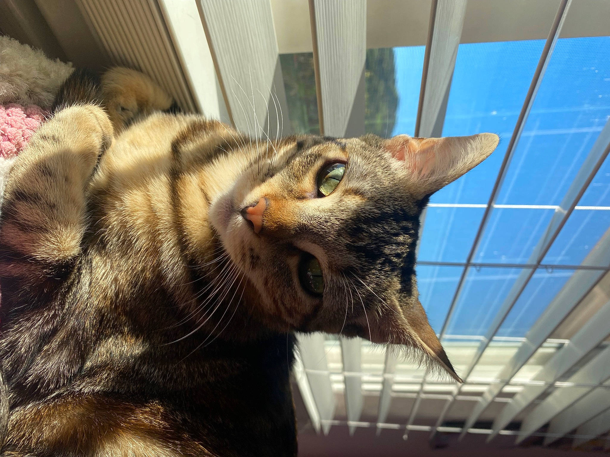 Chia is registered to the contest to win money with this photo: carnivore, cat, claw, domestic_short_haired_cat, fang, felidae, fur, paw, small_to_medium_sized_cats, snout, tail, terrestrial_animal, whiskers, wildlife, window, yawn