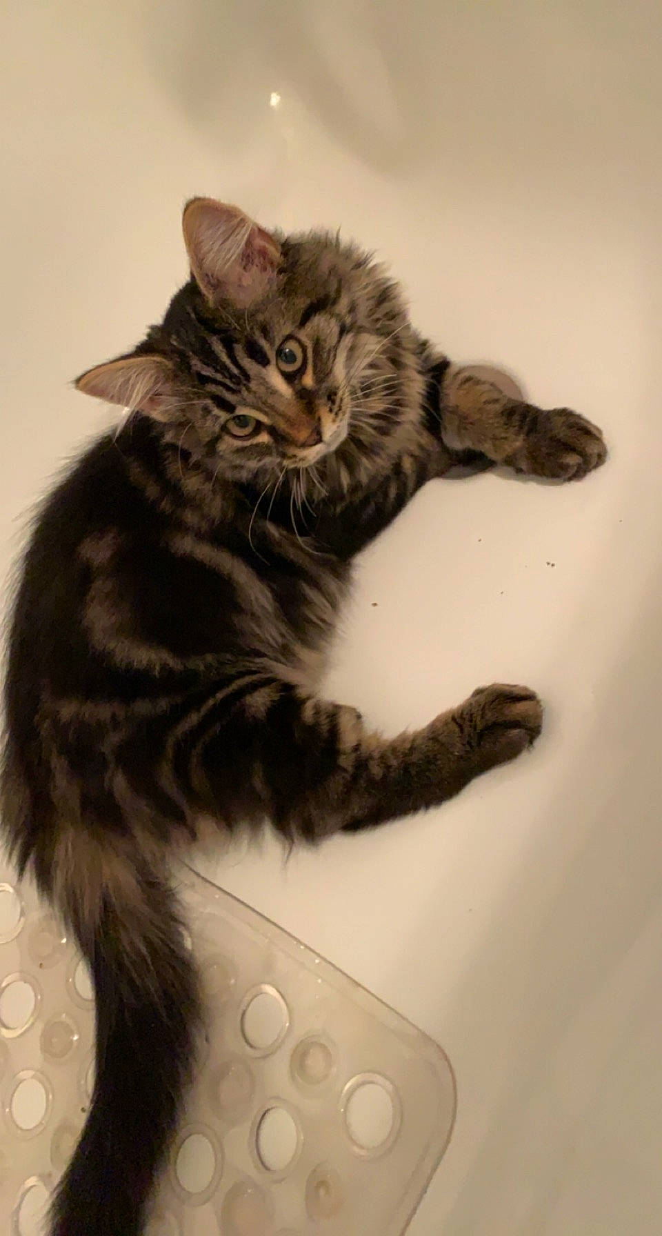 Simba participe au concours pour gagner de l'argent avec cette photo : art, carnivore, cat, claw, domestic_short_haired_cat, eye, felidae, foot, fur, leg, maine_coon, paw, sitting, small_to_medium_sized_cats, snout, tail, terrestrial_animal, whiskers