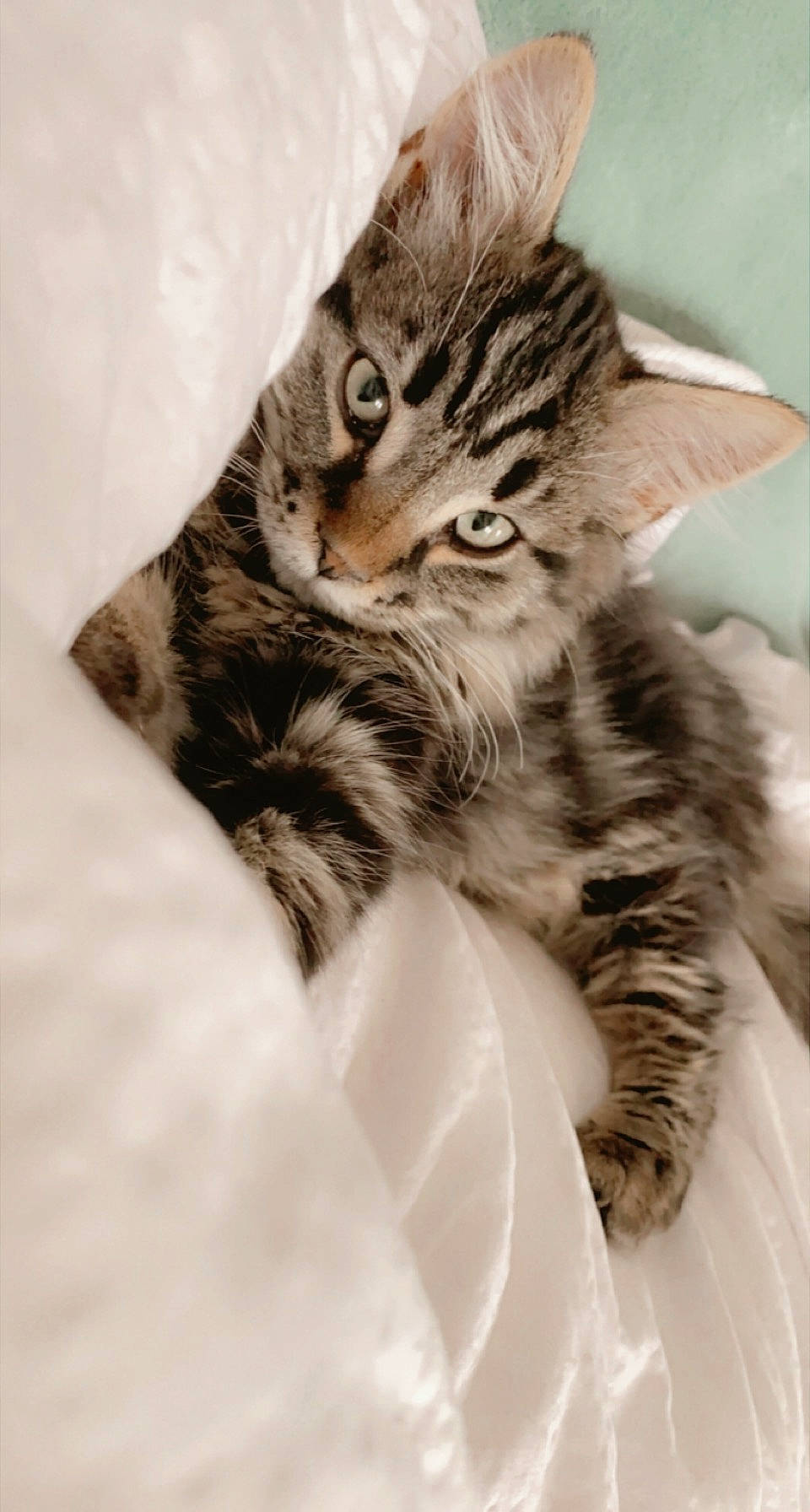 Simba participe au concours pour gagner de l'argent avec cette photo : big_cats, carnivore, cat, claw, domestic_short_haired_cat, feather, felidae, fur, gesture, monochrome_photography, pattern, paw, small_to_medium_sized_cats, snout, tail, terrestrial_animal, thigh, whiskers