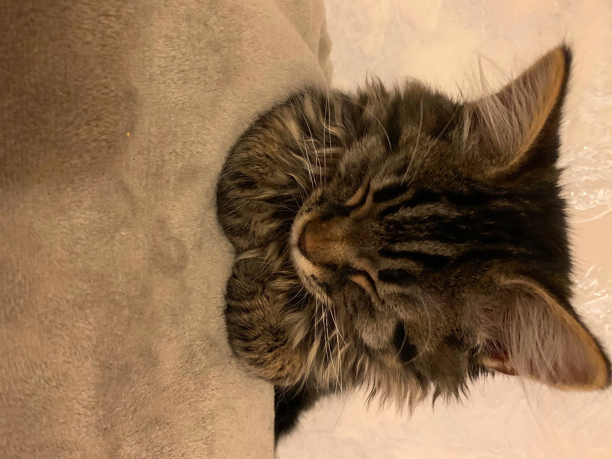 Simba a rejoint le concours — aidez-le/la à gagner de superbes lots ! art, british_longhair, carnivore, cat, claw, comfort, domestic_short_haired_cat, eye, felidae, fur, grey, head, monochrome, monochrome_photography, paw, small_to_medium_sized_cats, snout, tail, terrestrial_animal, whiskers