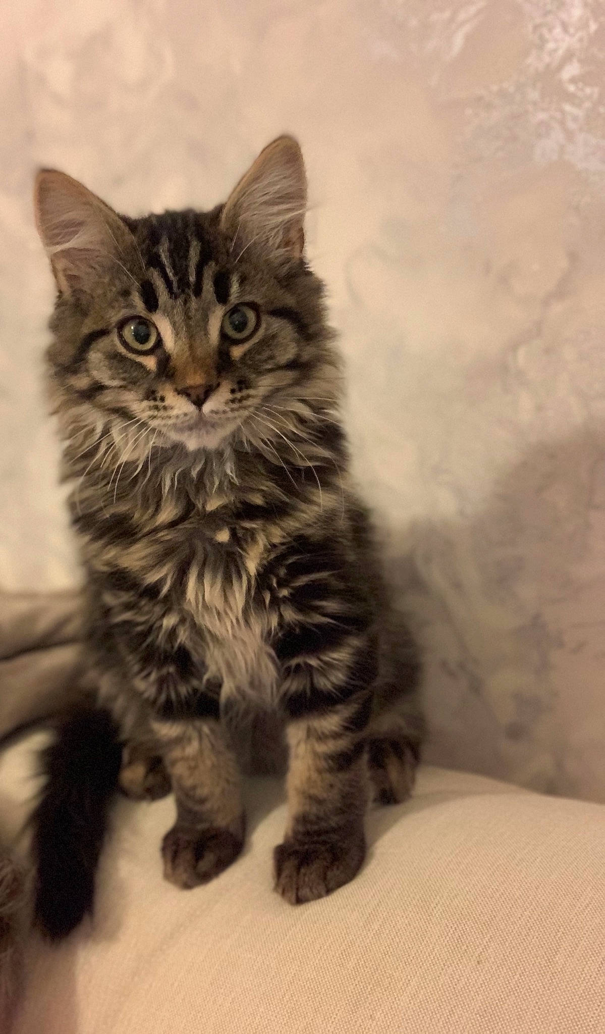 Simba participe au concours pour gagner de l'argent avec cette photo : carnivore, cat, claw, domestic_short_haired_cat, felidae, fur, iris, maine_coon, monochrome, monochrome_photography, norwegian_forest_cat, paw, sitting, small_to_medium_sized_cats, snout, tail, terrestrial_animal, whiskers, wildlife, wood