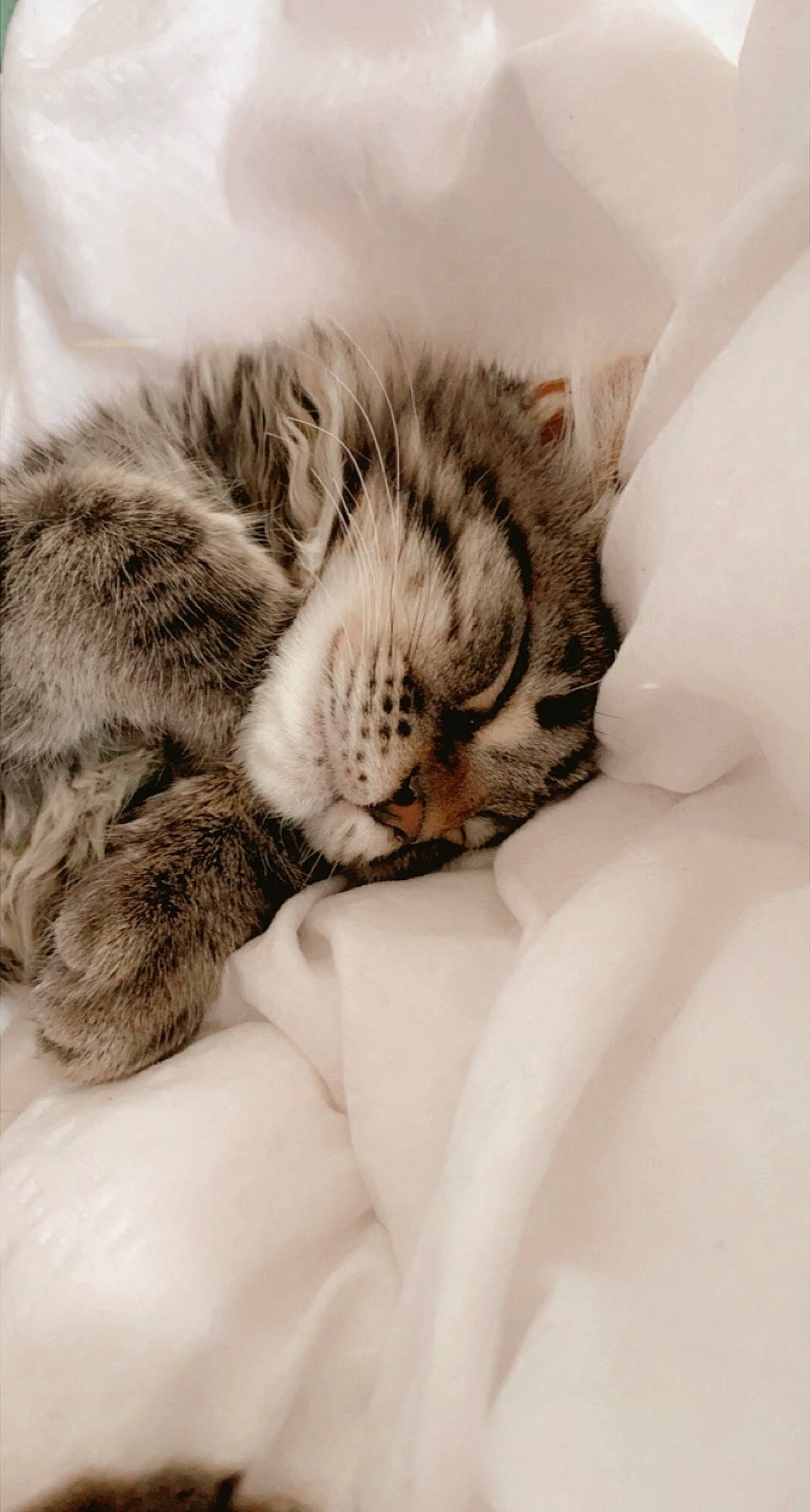 Simba a rejoint le concours — aidez-le/la à gagner de superbes lots ! bed, carnivore, cat, cat_bed, claw, close_up, comfort, domestic_short_haired_cat, ear, felidae, fur, gesture, grey, linens, nap, paw, small_to_medium_sized_cats, snout, tail, whiskers