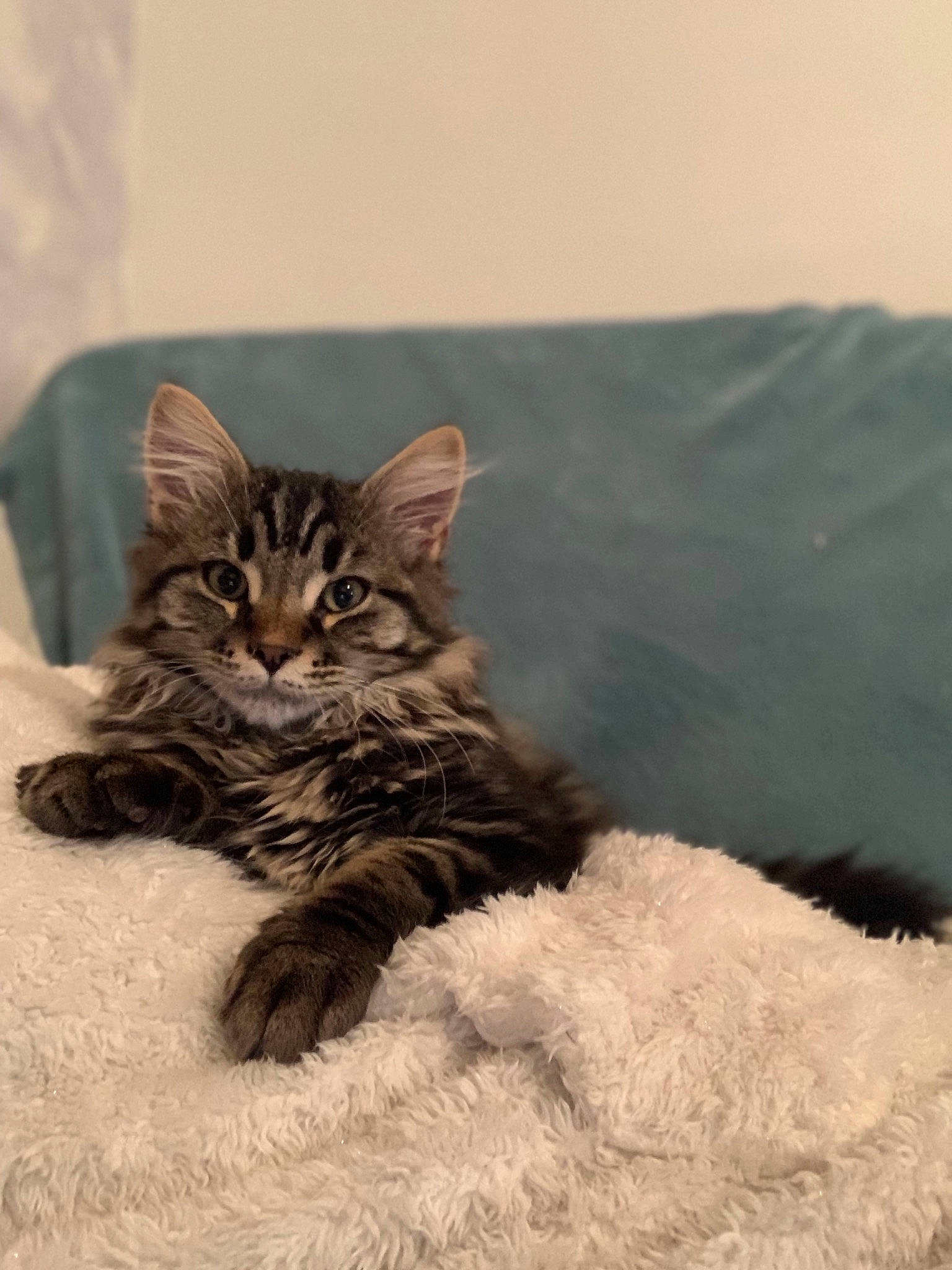 Simba participe au concours pour gagner de l'argent avec cette photo : bed, carnivore, cat, claw, comfort, domestic_short_haired_cat, felidae, fur, grey, maine_coon, paw, sitting, small_to_medium_sized_cats, snout, tail, terrestrial_animal, whiskers, wildlife, winter, wood