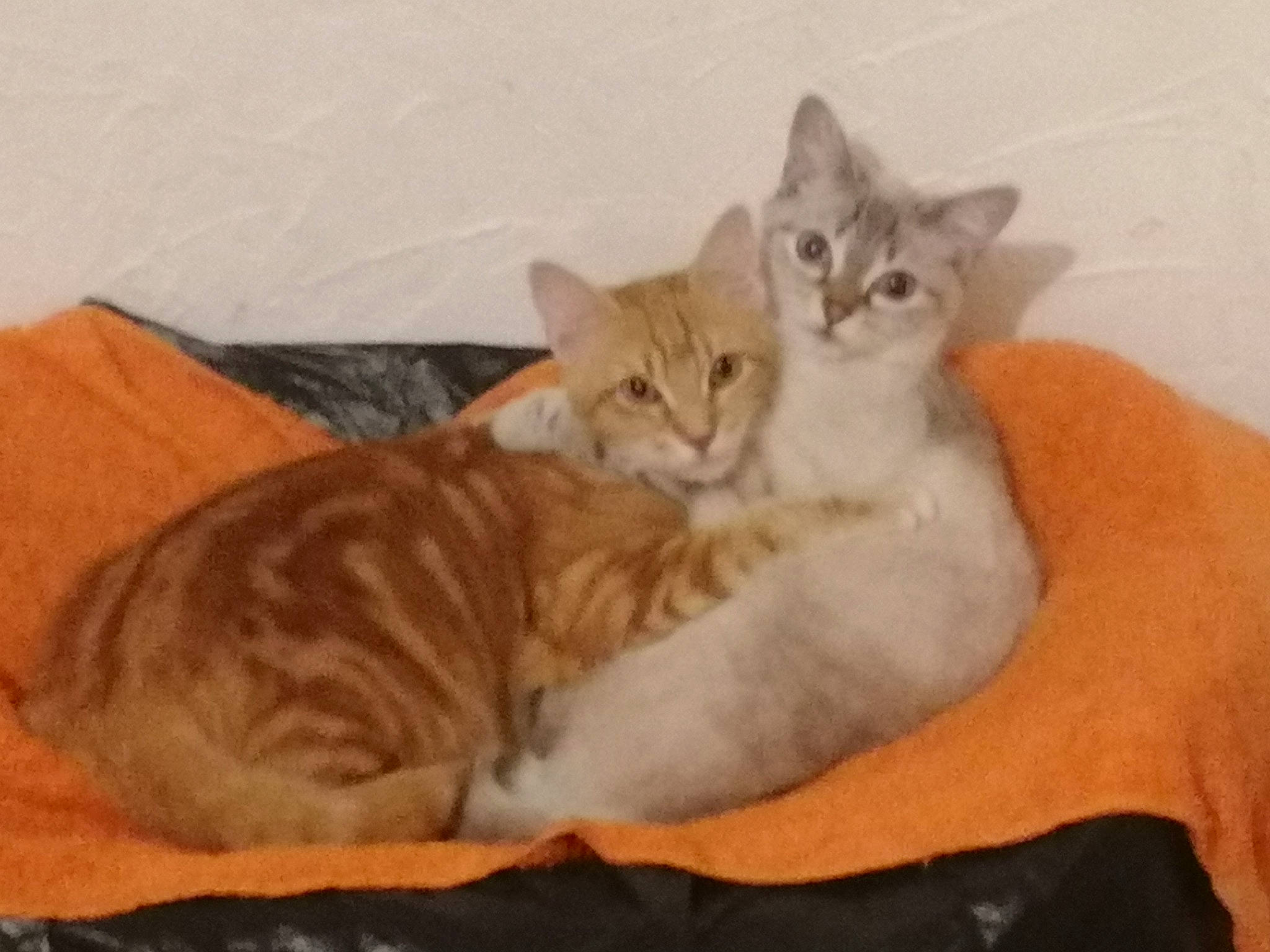 Diams Et Simba