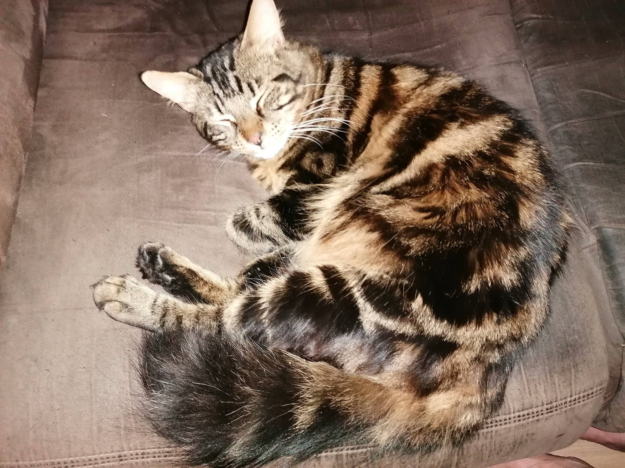 Titi a rejoint le concours — aidez-le/la à gagner de superbes lots ! carnivore, cat, claw, domestic_short_haired_cat, felidae, foot, fur, metal, pattern, paw, sitting, small_to_medium_sized_cats, snout, square, tail, terrestrial_animal, whiskers, wildlife, wood