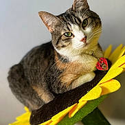 Angel is registered to the contest to win money with this photo: animal, cat, close_up, collar, curious_expression, cute, domestic_cat, feline, flower_perch, fur, green_eyes, heart_tag, indoor, pet, portrait, relaxed, sunflower, tabby_cat, whiskers, yellow_petals