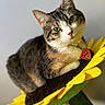 animal, cat, close_up, collar, curious_expression, cute, domestic_cat, feline, flower_perch, fur, green_eyes, heart_tag, indoor, pet, portrait, relaxed, sunflower, tabby_cat, whiskers, yellow_petals