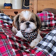 Willie is registered to the contest to win money with this photo: dog, shih_tzu, bandana, quilt, plaid, patchwork, bedroom, furniture, cozy, pet, animal, cute, indoor, resting, fluffy, small_dog, decor, wooden_furniture, comfort, relaxed