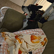 Raven joined the competition — help win amazing prizes! dog, blanket, couch, indoor, pet, animal, brown, black, white, collar, carpet, door, lamp, home, furniture, fall, pumpkin_pattern, relaxed, side_view, resting