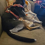 Raven is registered to the contest to win money with this photo: blanket, comfort, couch, cozy, cushion, dog, fabric, fur, furniture, harness, household_items, indoor, lamp, living_room, pet, relaxed, resting, side_view, soft_lighting, tail