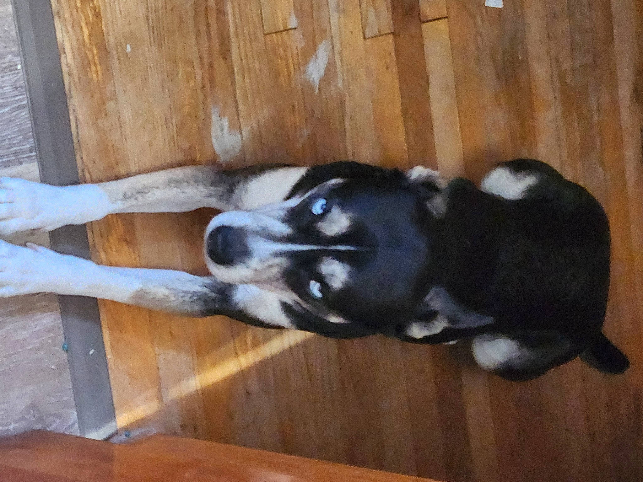 Raven is registered to the contest to win money with this photo: bored, canidae, carnivore, companion_dog, dog, dog_breed, fawn, flooring, fur, hardwood, non_sporting_group, paw, plank, sporting_group, tail, terrestrial_animal, wood, wood_stain, working_animal, working_dog