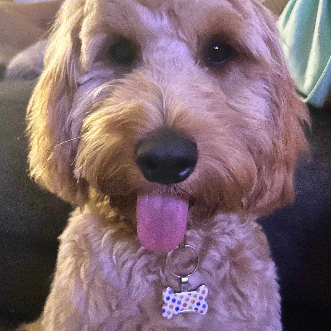 Georgie is registered to the contest to win money with this photo: animal, blurred_background, canine, close_up, collar, companion, couch, curly_fur, cute, dog, domestic, friendly, furry, golden_fur, indoor, pet, playful, smiling, tag, tongue_out