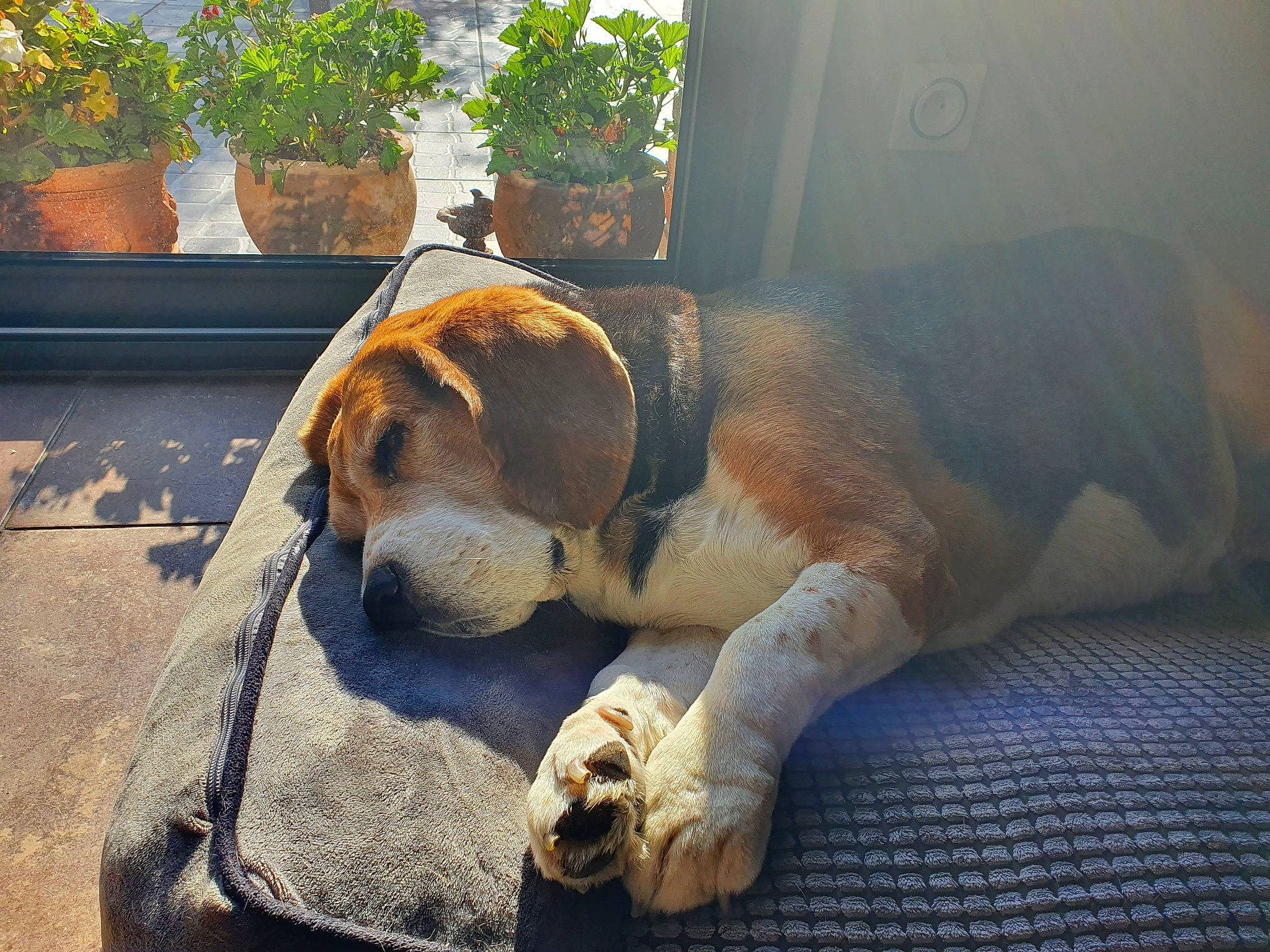 Wilson a rejoint le concours — aidez-le/la à gagner de superbes lots ! canidae, carnivore, comfort, companion_dog, dog, dog_breed, dog_supply, fawn, flooring, flowerpot, fur, grass, guard_dog, houseplant, paw, pet_supply, plant, snout, sporting_group, working_animal