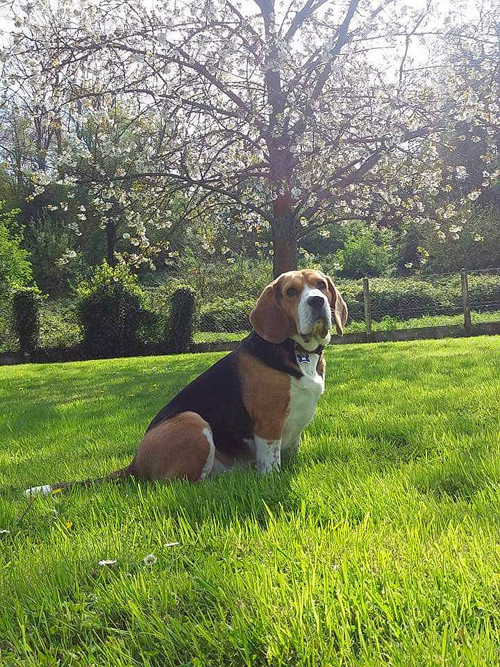 Wilson a rejoint le concours — aidez-le/la à gagner de superbes lots ! ball, carnivore, companion_dog, dog, dog_breed, dog_collar, fawn, grass, grassland, landscape, lawn, pasture, people_in_nature, pet_supply, plant, shrub, snout, sporting_group, tail, tree