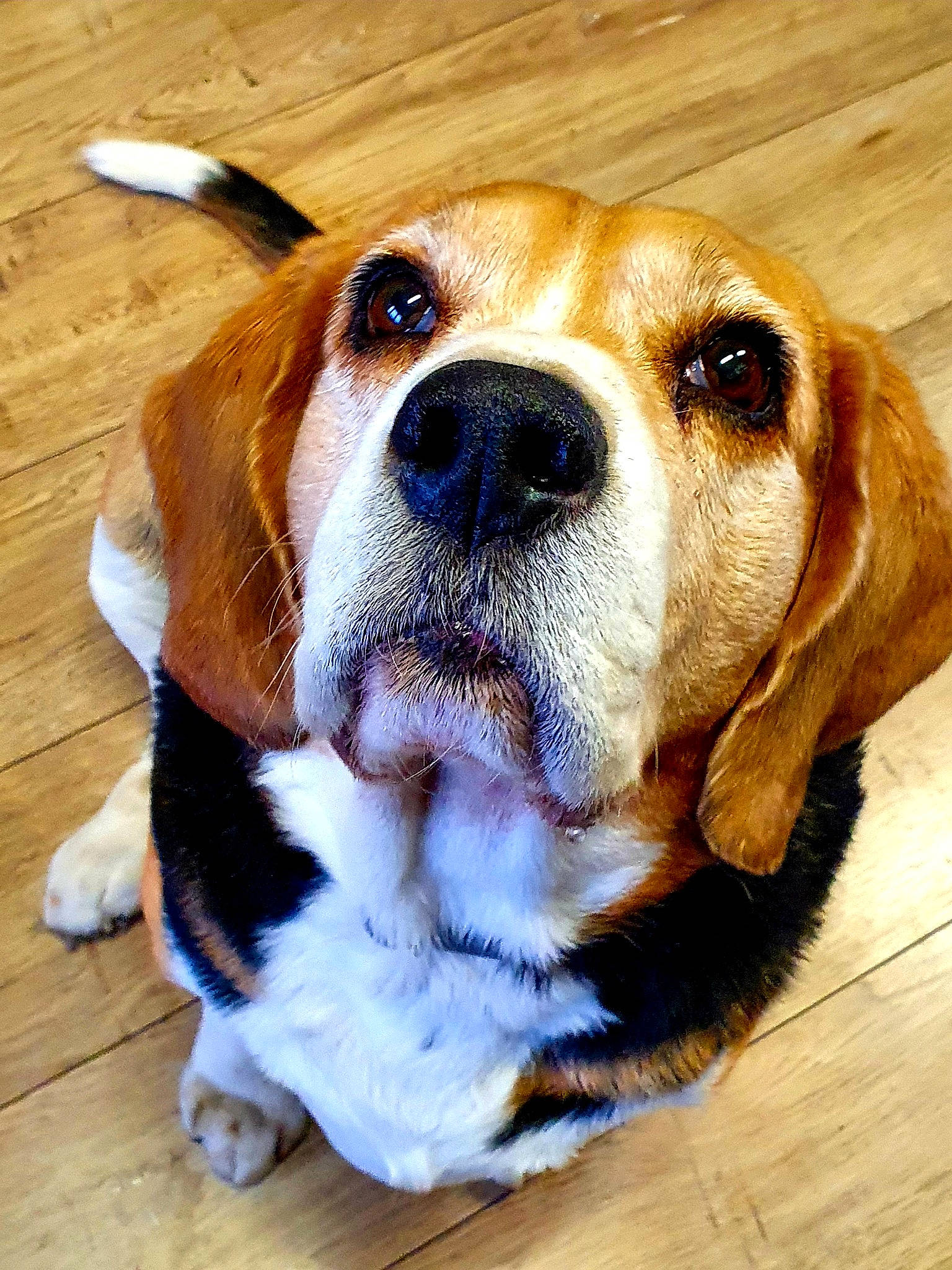 Wilson participe au concours pour gagner de l'argent avec cette photo : beaglier, canidae, carnivore, collar, companion_dog, dog, dog_breed, dog_collar, fawn, fur, hardwood, head, liver, scent_hound, snout, sporting_group, whiskers, wood, wood_stain, working_animal