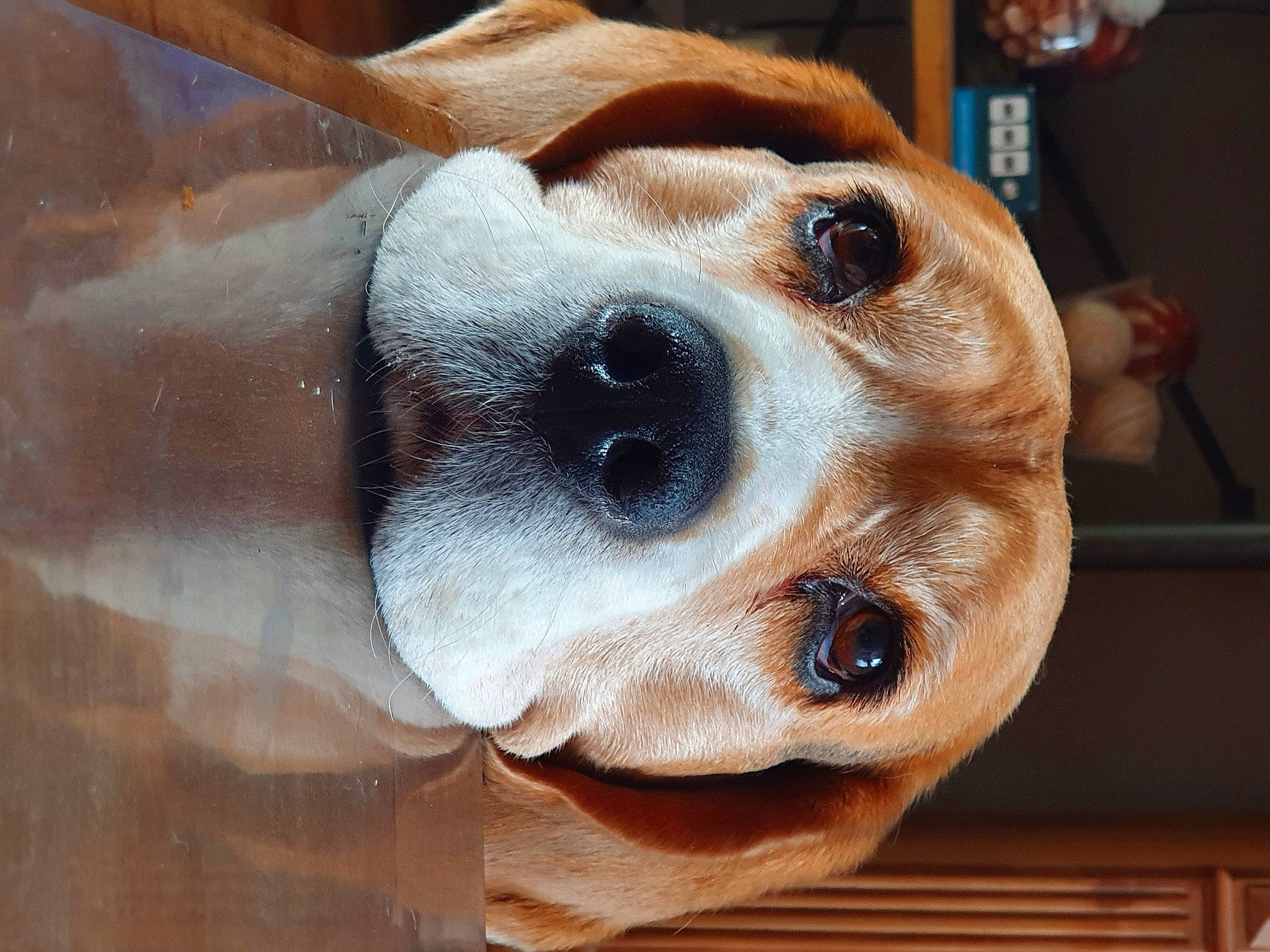 Wilson participe au concours pour gagner de l'argent avec cette photo : canidae, carnivore, companion_dog, dog, dog_breed, ear, fawn, fur, goggles, hat, nose, pet_supply, selfie, snout, sporting_group, sunglasses, tableware, whiskers, wood, working_animal