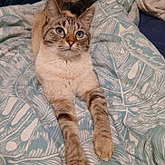 Bloom a rejoint le concours — aidez-le/la à gagner de superbes lots ! cat, blue_eyes, tabby, lying_down, stretching, blanket, patterned, indoor, feline, fur, whiskers, paws, relaxed, pet, cozy, resting, close_up, mammal, cute, domestic_animal