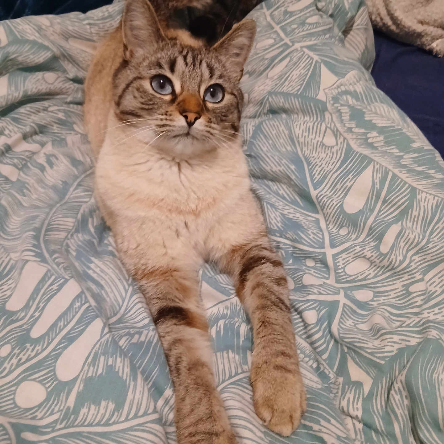 Bloom a rejoint le concours — aidez-le/la à gagner de superbes lots ! cat, blue_eyes, tabby, lying_down, stretching, blanket, patterned, indoor, feline, fur, whiskers, paws, relaxed, pet, cozy, resting, close_up, mammal, cute, domestic_animal