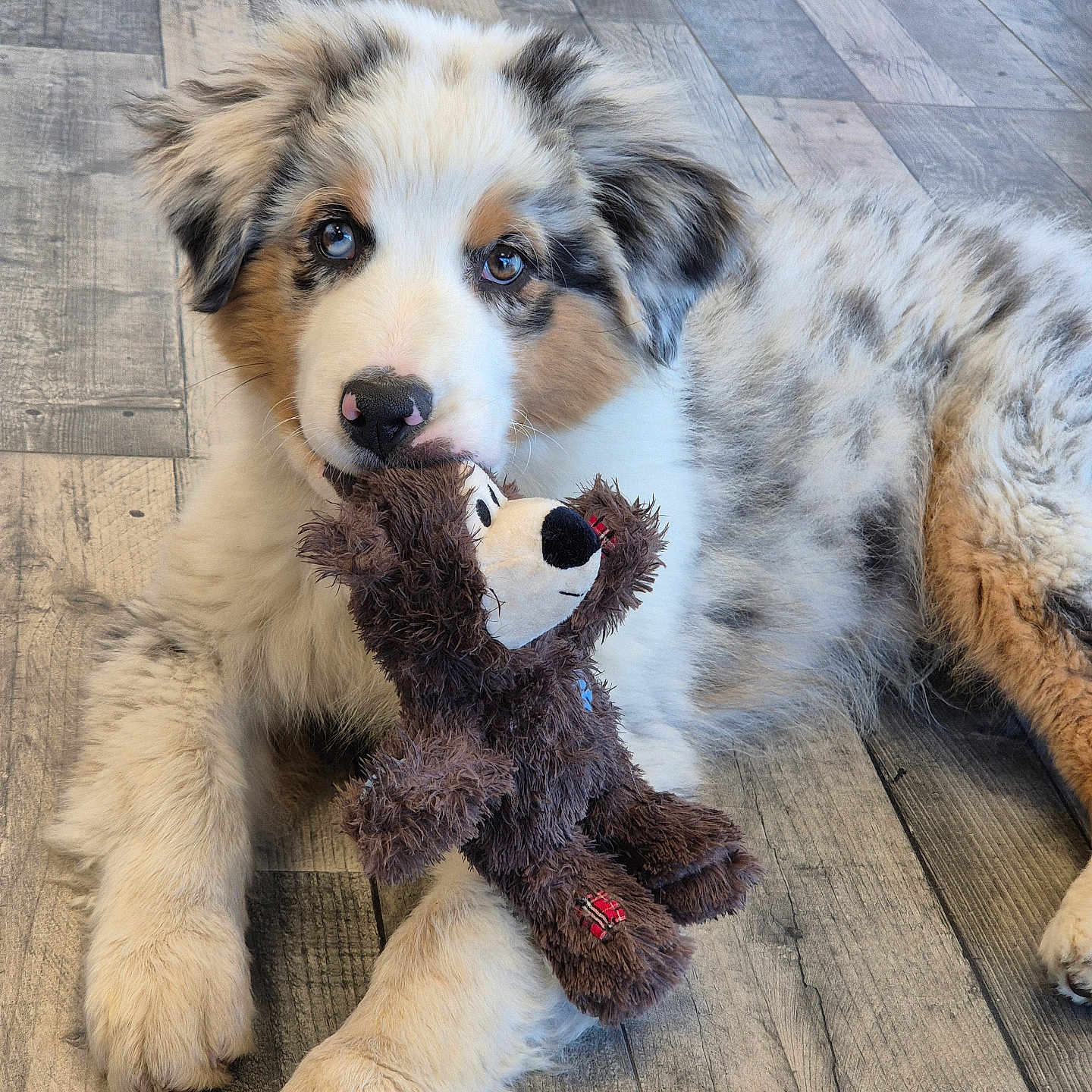 Arton a rejoint le concours — aidez-le/la à gagner de superbes lots ! accessories, animal, canine, cockerspaniel, collie, couch, dog, furniture, goldenretriever, hardwood, hound, husky, pet, plush, puppy, strap, teddybear, terrier, toy, wood