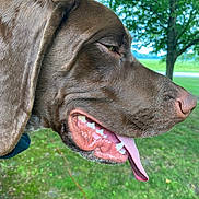 Remi And Chester joined the competition — help win amazing prizes! dog, brown_dog, side_profile, tongue_out, outdoor, greenery, tree, grass, canine, pet, animal, closeup, snout, ear, nature, summer, happy, playful, muzzle, tongue