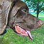 dog, brown_dog, side_profile, tongue_out, outdoor, greenery, tree, grass, canine, pet, animal, closeup, snout, ear, nature, summer, happy, playful, muzzle, tongue