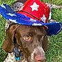 Remi And Chester is registered to the contest to win money with this photo: dog, brown, white, cowboy_hat, sequins, stars, grass, pet, outdoor, animal, collar, closeup, summer, cute, canine, laying_down, portrait, festive, accessory, hat
