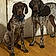 Remi And Chester